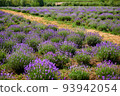 Lavender in bloom in horticulture, shot close up 93942054