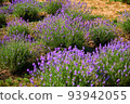 Blooming lavender flowers in a farmer's field 93942055