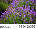 Blooming lavender flowers in a farmer's field 93942056