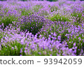 Blooming lavender bushes in a field 93942059