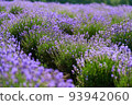 Blooming lavender flowers in a farmer's field 93942060