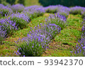Lavender in bloom in horticulture, shot close up 93942370