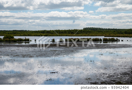 Water pond and green vegetation in the national park of Fochteloo 93942404