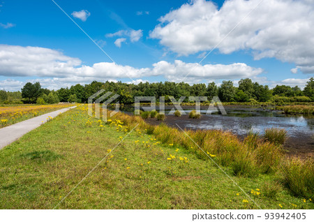 Landscape view over green grass, heather vegetation and water ponds of the fen national park, The Netherlands 93942405
