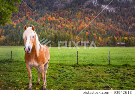 Haflinger horse on meadow in Alps at autumn sunrise, Karwendel mountains, Tyrol Haflinger horse on meadow in Alps at autumn sunrise, Karwendel mountains, Tyrol 93942618