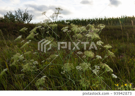 Daucus carota inflorescence, showing umbellets. White small flowers on garden. Blooming vegetables in the garden 93942873
