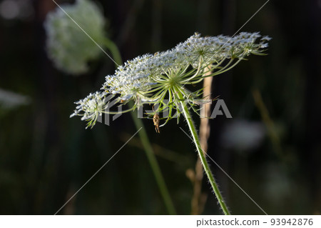 Daucus carota inflorescence, showing umbellets. White small flowers on garden. Blooming vegetables in the garden Daucus carota inflorescence, showing umbellets. White small flowers on garden. Blooming vegetables in the garden 93942876