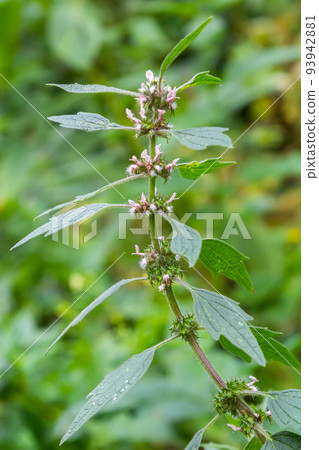 Leonurus cardiaca, known as motherwort. Other common names include throw-wort, lion's ear, and lion's tail. Medicinal plant. Grows in nature Leonurus cardiaca, known as motherwort. Other common names include throw-wort, lion's ear, and lion's tail. Medicinal plant. Grows in nature 93942881