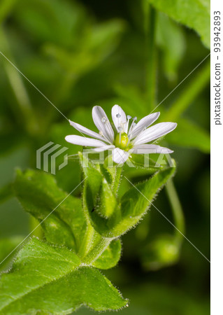 Myosoton aquaticum, Giant Chickweed, Caryophyllaceae. Wild plant shot in spring Myosoton aquaticum, Giant Chickweed, Caryophyllaceae. Wild plant shot in spring 93942893