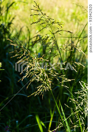 Glyceria maxima, commonly known as great manna grass, reed mannagrass, reed sweet-grass, and greater sweet-grass is rhizomatous perennial grasses in mannagrass genus native to Europe Glyceria maxima, commonly known as great manna grass, reed mannagrass, reed sweet-grass, and greater sweet-grass is rhizomatous perennial grasses in mannagrass genus native to Europe 93942920