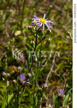 Aster amellus, Compositae. Wild plant shot in summer Aster amellus, Compositae. Wild plant shot in summer 93942935