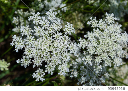 Daucus carota inflorescence, showing umbellets. White small flowers on garden. Blooming vegetables in the garden Daucus carota inflorescence, showing umbellets. White small flowers on garden. Blooming vegetables in the garden 93942936