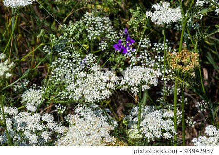 Daucus carota inflorescence, showing umbellets. White small flowers on garden. Blooming vegetables in the garden Daucus carota inflorescence, showing umbellets. White small flowers on garden. Blooming vegetables in the garden 93942937