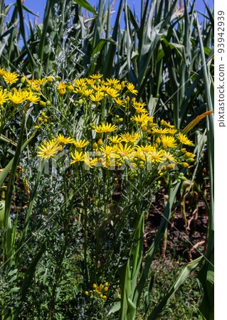 Closeup of many butterflies on a yellow flowering common ragwort or Jacobaea vulgaris plant Closeup of many butterflies on a yellow flowering common ragwort or Jacobaea vulgaris plant 93942939