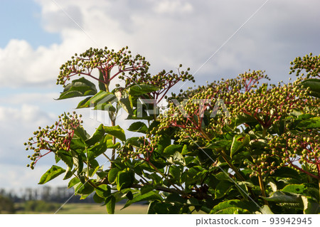 Growing elderberry unripe fruits after rain in the garden Growing elderberry unripe fruits after rain in the garden 93942945
