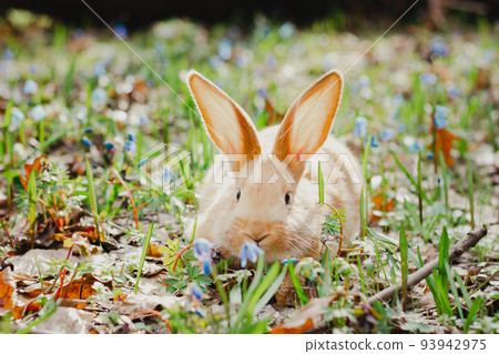 A small white fluffy red rabbit with big ears in a forest flowering spring meadow. Close-up, concept for the spring holiday of Easter A small white fluffy red rabbit with big ears in a forest flowering spring meadow. Close-up, concept for the spring holiday of Easter 93942975