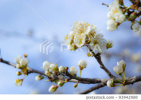 The white plum blossom is the flower representing the early spring 93942980