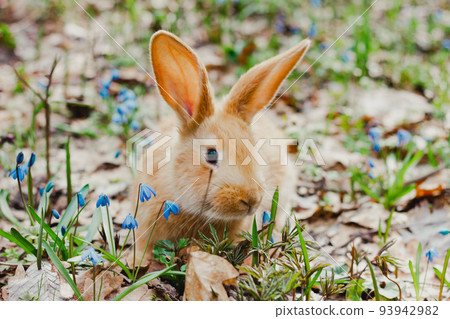 A small white fluffy red rabbit with big ears in a forest flowering spring meadow. Close-up, concept for the spring holiday of Easter A small white fluffy red rabbit with big ears in a forest flowering spring meadow. Close-up, concept for the spring holiday of Easter 93942982
