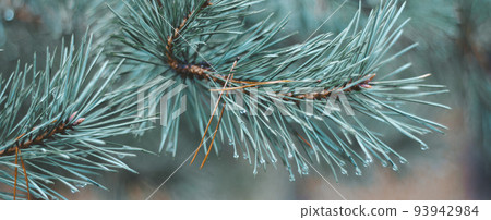 Christmas background. Christmas tree with snow, photo banner, festive holiday background. Widescreen frame background. New Year's winter art design, nativity scene, widescreen holiday border Christmas background. Christmas tree with snow, photo banner, festive holiday background. Widescreen frame background. New Year's winter art design, nativity scene, widescreen holiday border 93942984