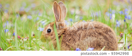 A small fluffy red rabbit on a spring blooming forest fire close-up, a concept for the spring holidays of Easter. Easter Bunny, Photo banner 93942998