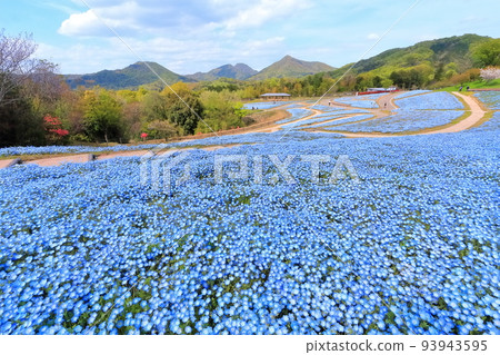 [Kagawa Prefecture] Spring National Sanuki Manno Park (Nemophila field) 93943595