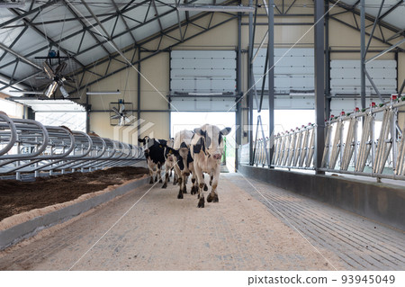 young cows enter a modern dairy farm for the first time young cows enter a modern dairy farm for the first time 93945049
