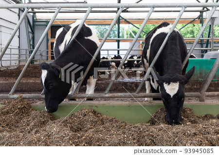 two dairy cows on a modern farm eat compound feed 93945085
