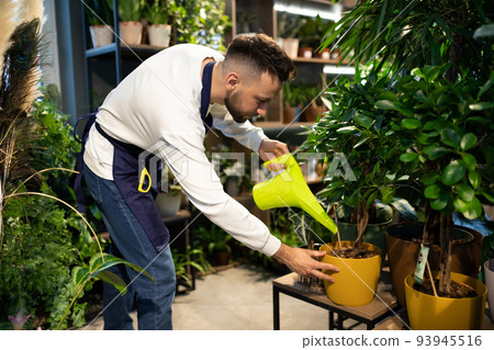 a plastic watering can florist pours water on a potted plant in a shop 93945516