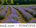 Lavender in bloom in horticulture 93945958