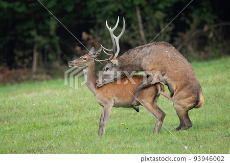 Two red deer pairing on grassland in autumn rutting season Two red deer pairing on grassland in autumn rutting season 93946002