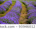 Lavender in bloom in horticulture, shot close up 93946012