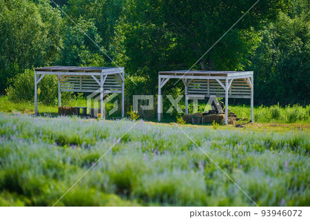 Arbors for recreation from a tree in nature 93946072