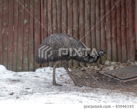 Emu Dromaius is the second-largest living bird 93946193