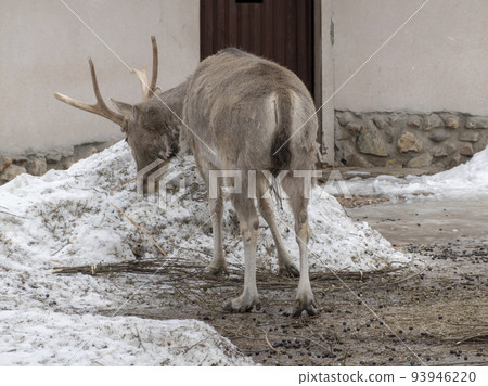 Portrait of an old deer in profile in summer. 93946220