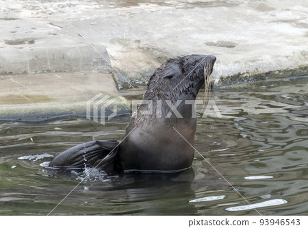 Very cute spotted seal pops up in the waves Very cute spotted seal pops up in the waves 93946543