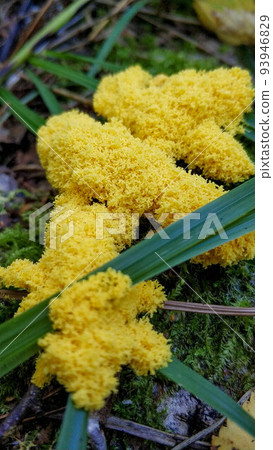 Fuligo putrefactive Fuligo septica bright yellow is the simplest. Ant's ground oil macro close up Fuligo putrefactive Fuligo septica bright yellow is the simplest. Ant's ground oil macro close up 93946829