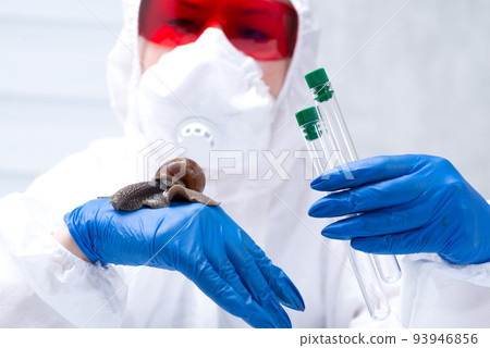 A scientist in a protective suit with a snail in his hands. Study of the properties of snail mucin. The use of snail mucus in cosmetology. Skin care and beauty concept 93946856