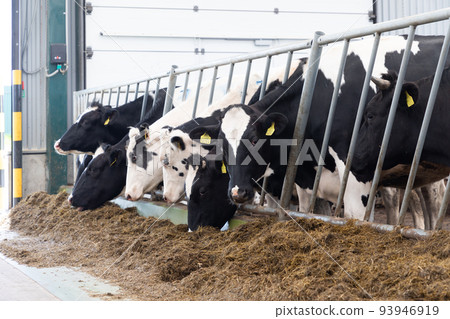 dairy cows eat compound feed on a modern dairy farm dairy cows eat compound feed on a modern dairy farm 93946919