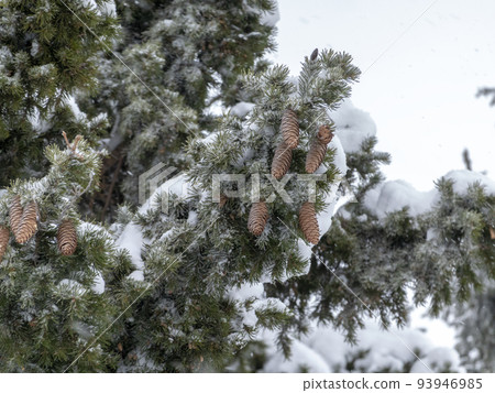 Beautiful fir branch with cones in the snow 93946985