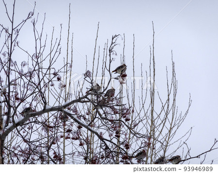 Waxwing flock of birds sitting on a branch of a mountain ash in winter 93946989