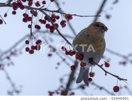 Forest bird Schur on the branch of an Apple tree Forest bird Schur on the branch of an Apple tree 93946991