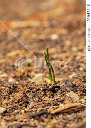 Onion Sprouts in Garden Onion Sprouts in Garden 93947248