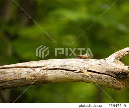 Brood X Cicada on Dead Limb Brood X Cicada on Dead Limb 93947249