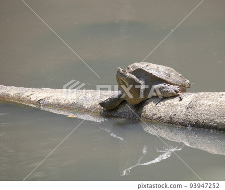 Snapping Turtle Suns Itself on Log 93947252