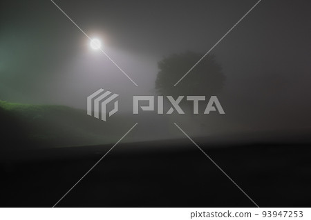 Light and Tree in Predawn Fog Light and Tree in Predawn Fog 93947253