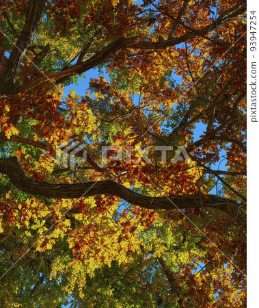 Colorful Fall Leaves Overhead 93947254