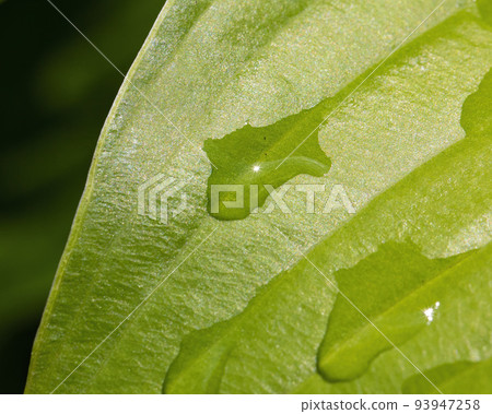 Raindrops on a Hosta Leaf Raindrops on a Hosta Leaf 93947258