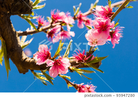 blooming peach trees on blue sky background blooming peach trees on blue sky background 93947280
