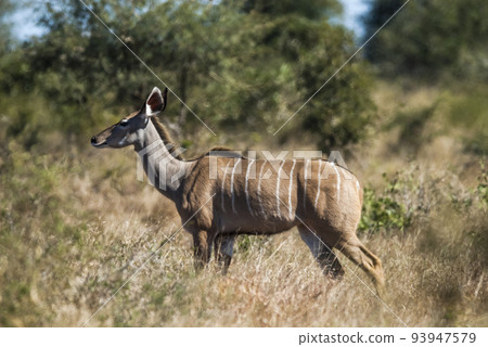 Greater kudu, Kruger National Park, South Africa 93947579