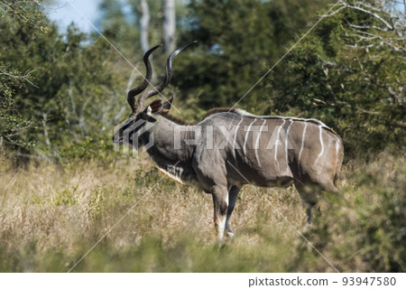 Greater kudu, Kruger National Park, South Africa Greater kudu, Kruger National Park, South Africa 93947580